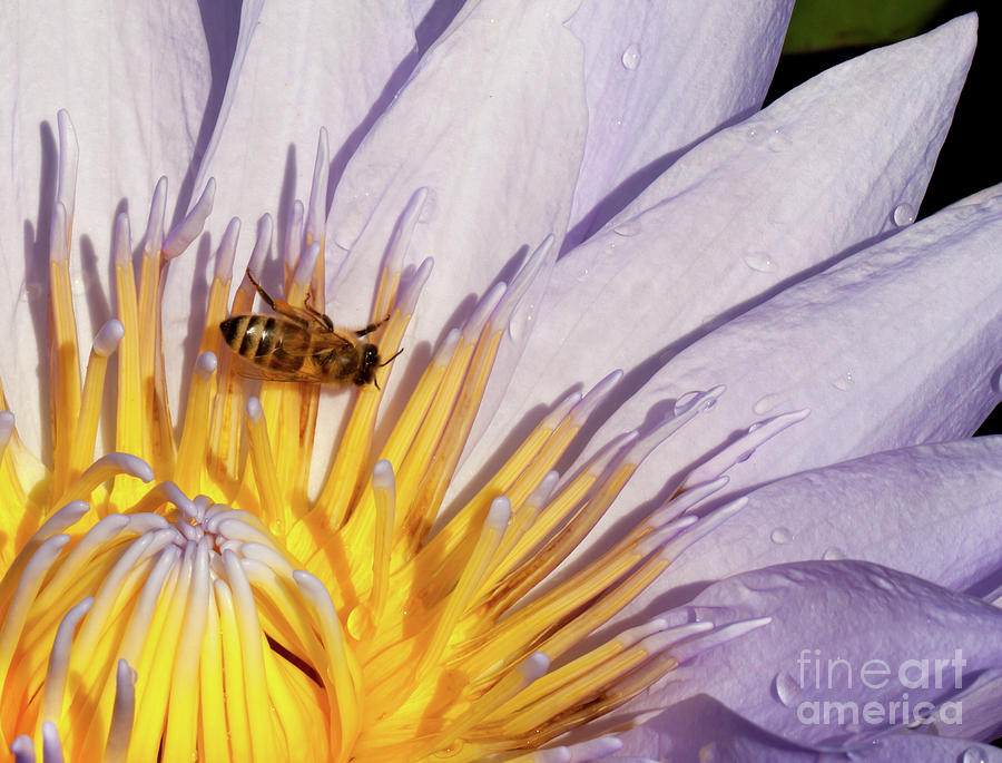 Water lily with bee Photograph by Anthony Totah