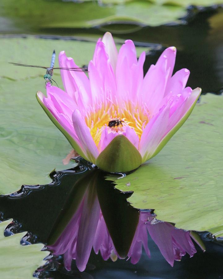 Water Lily with Dragon Fly Photograph by Harold Rau