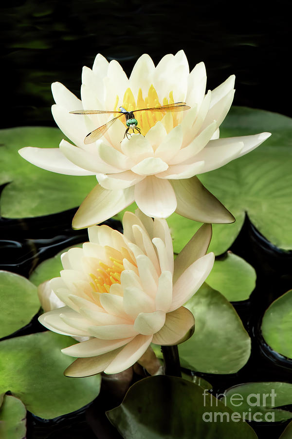 Water Lily with Dragonfly Photograph by Linda D Lester