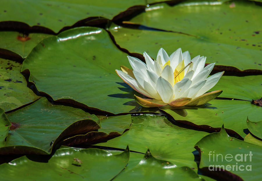 Water Lily With Friend Photograph