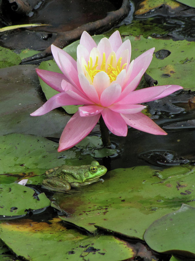 Water Lily with Frog Photograph by Ann Bridges