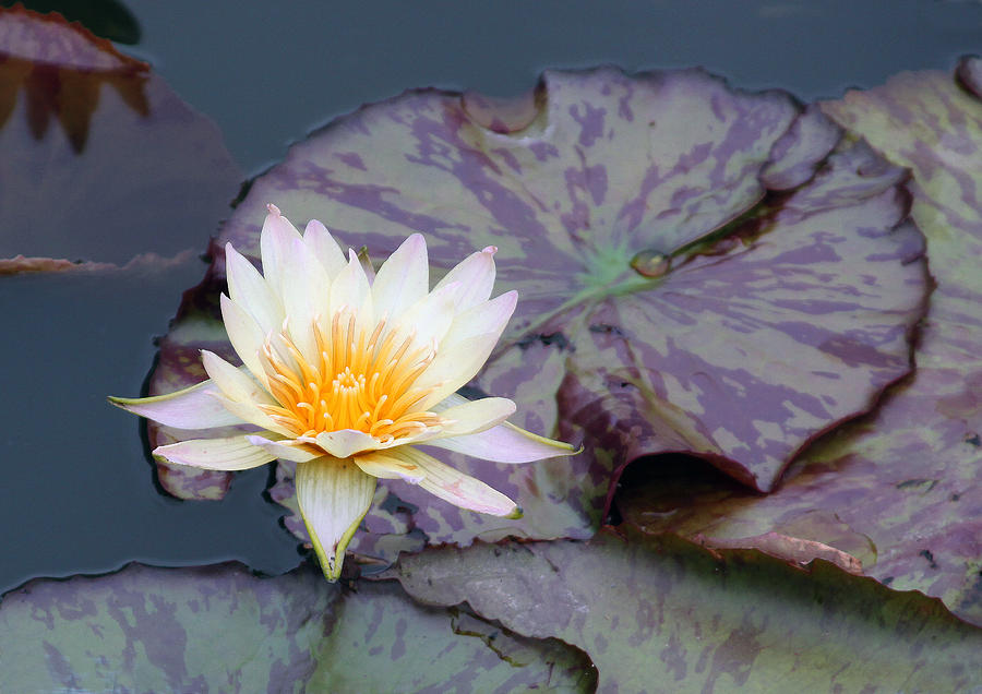 Water Lily with Golden Center Photograph by John Lautermilch