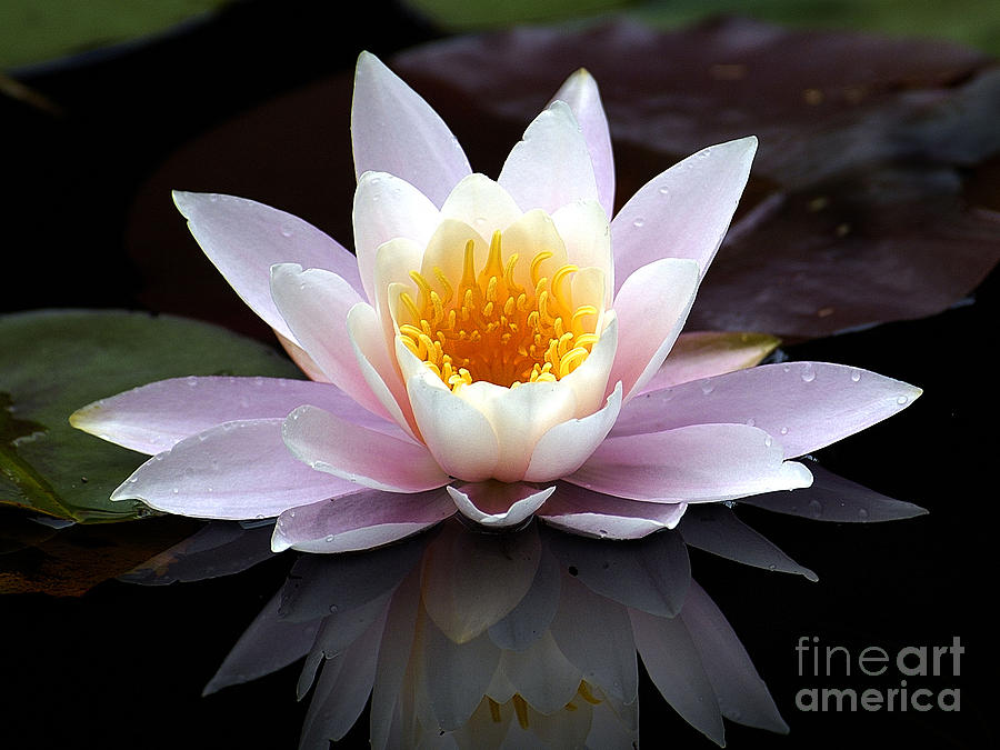 Water Lily with Reflection  Photograph by Neil Doren