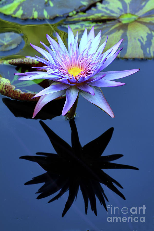 Water Lily with Silhouette Reflection Photograph by Teresa Zieba