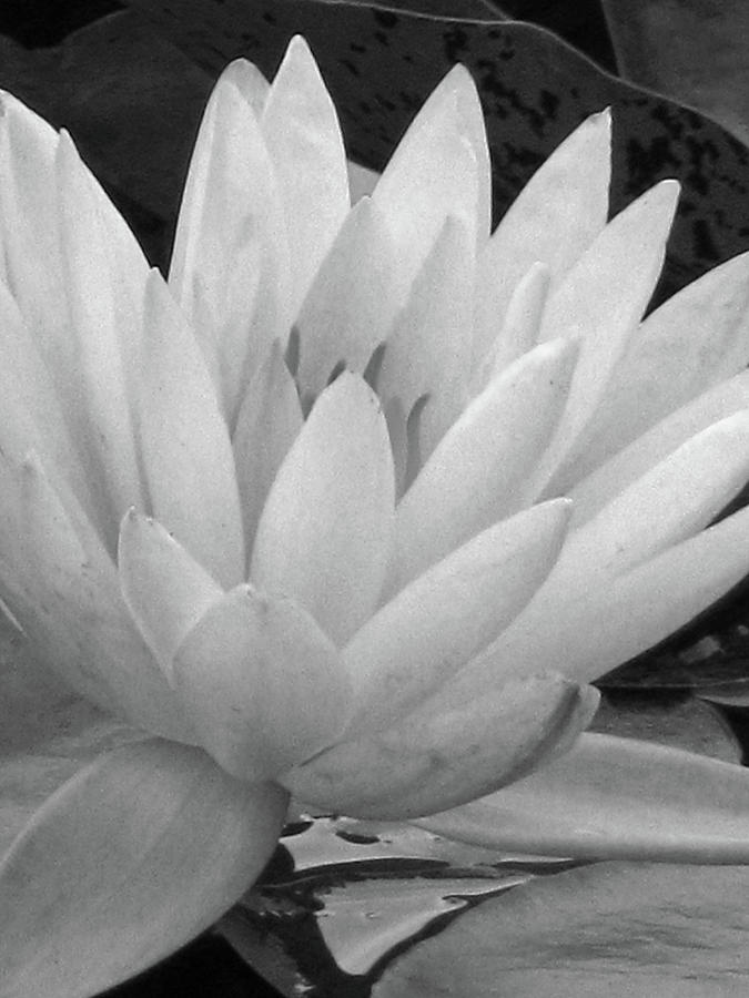 Water Lily - Yellow - BW Photograph by Pamela Critchlow