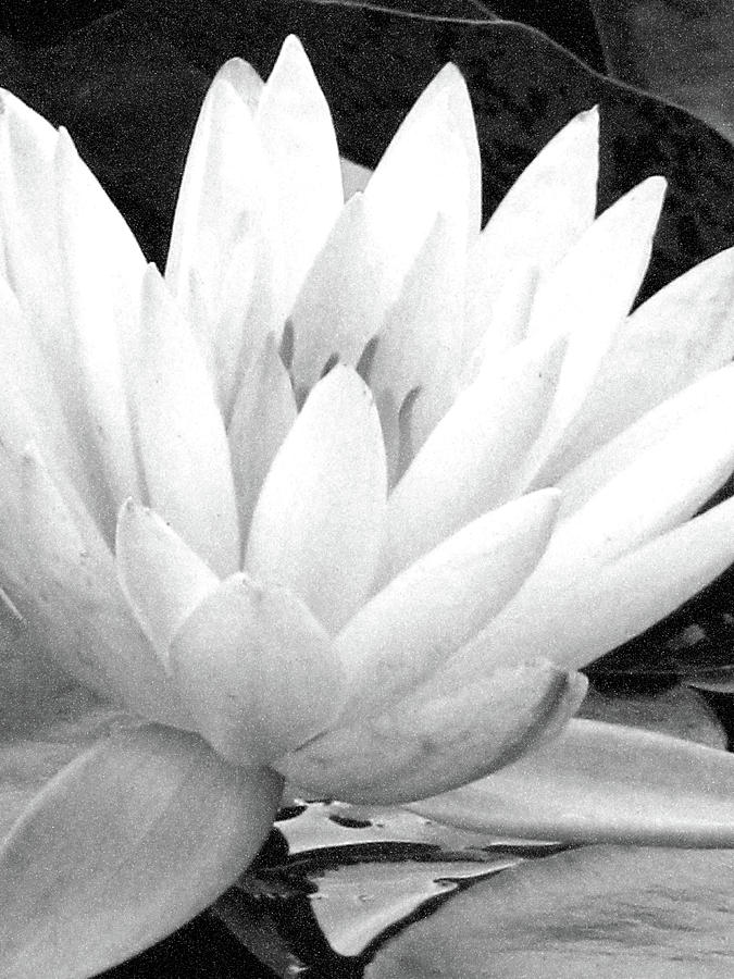 Water Lily - Yellow - BW - Water Paper Photograph by Pamela Critchlow