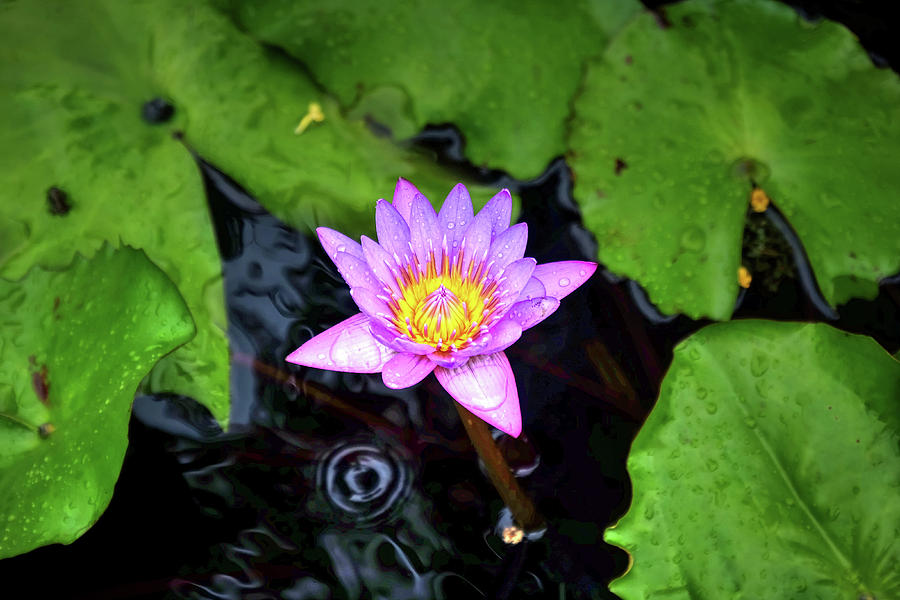 Water Lily2 Photograph by Ronda Ryan