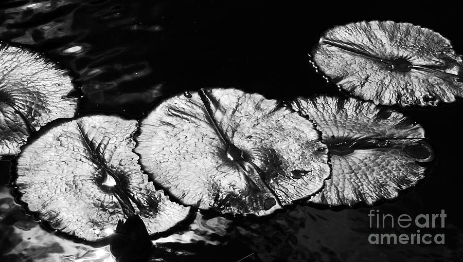 Water Lilypads  Photograph by Nancy Mueller