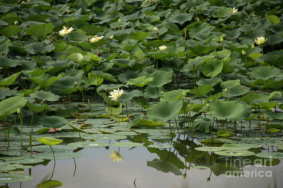 Water Lotus 2 Photograph by David Bearden