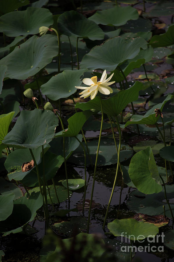 Water Lotus 4 Photograph by David Bearden