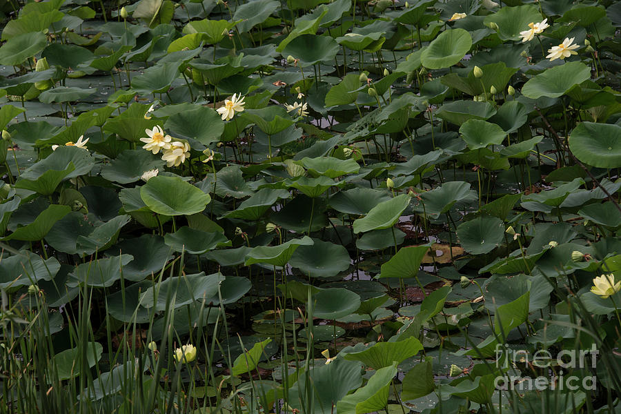 Water Lotus 5 Photograph by David Bearden