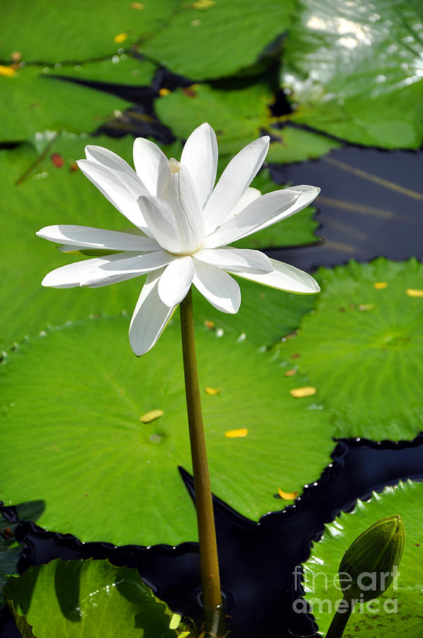 Water Lotus Photograph by Andrew Dinh