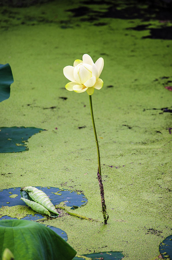 Water Lotus Photograph by Deborah Smolinske