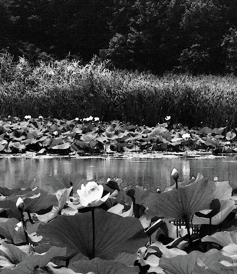 Water Lotus Garden BW Photograph by Shawna Rowe