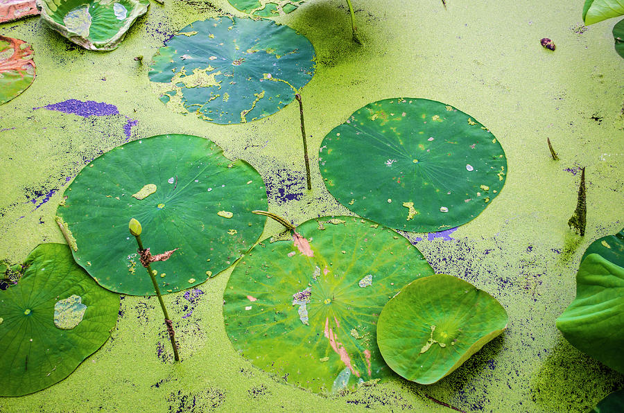 Water Lotus Pads Photograph by Deborah Smolinske