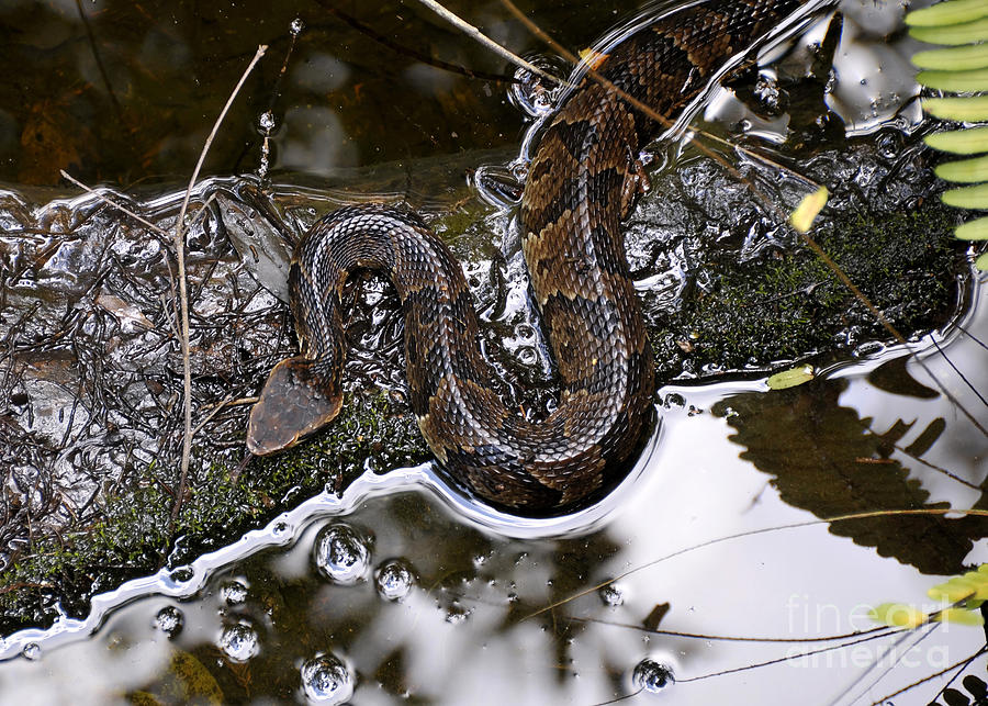 Water Moccasin Photograph by David Lee Thompson