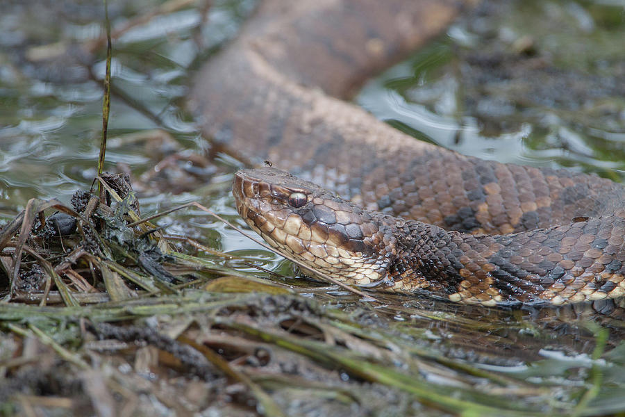 Water Moccasin Photograph by Ronnie Maum