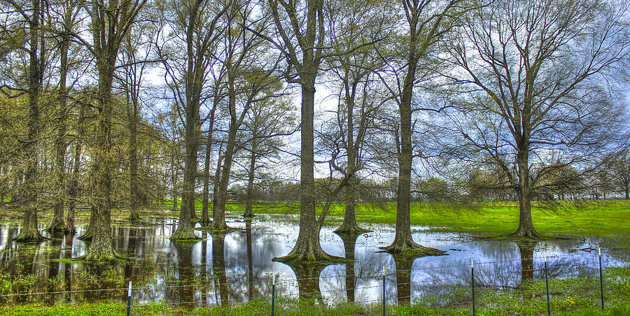 Spring Photograph - Water Oak Reflections by Reid Callaway