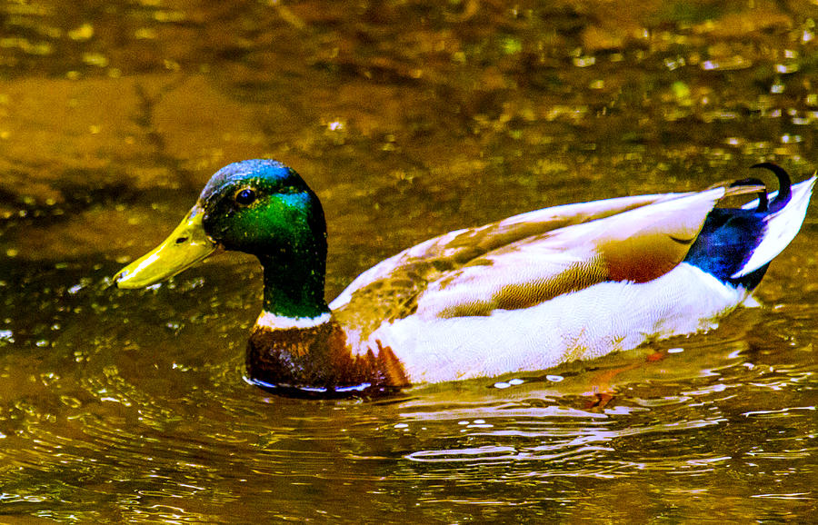 Water Off a Duck Photograph by Jeff Kurtz