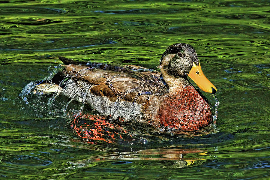 Water Off A Ducks Back 2 Photograph by HH Photography of Florida