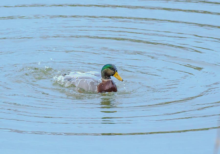 Water Off A Ducks Back Photograph by Allan Levin