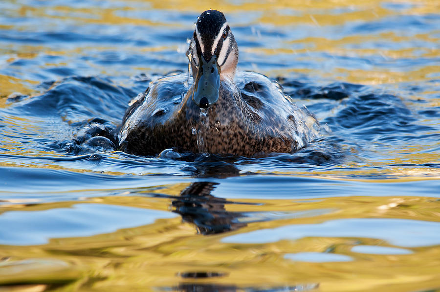 Water Off A Ducks Back Photograph By Heather Thorning Fine Art America   Water Off A Ducks Back Heather Thorning 