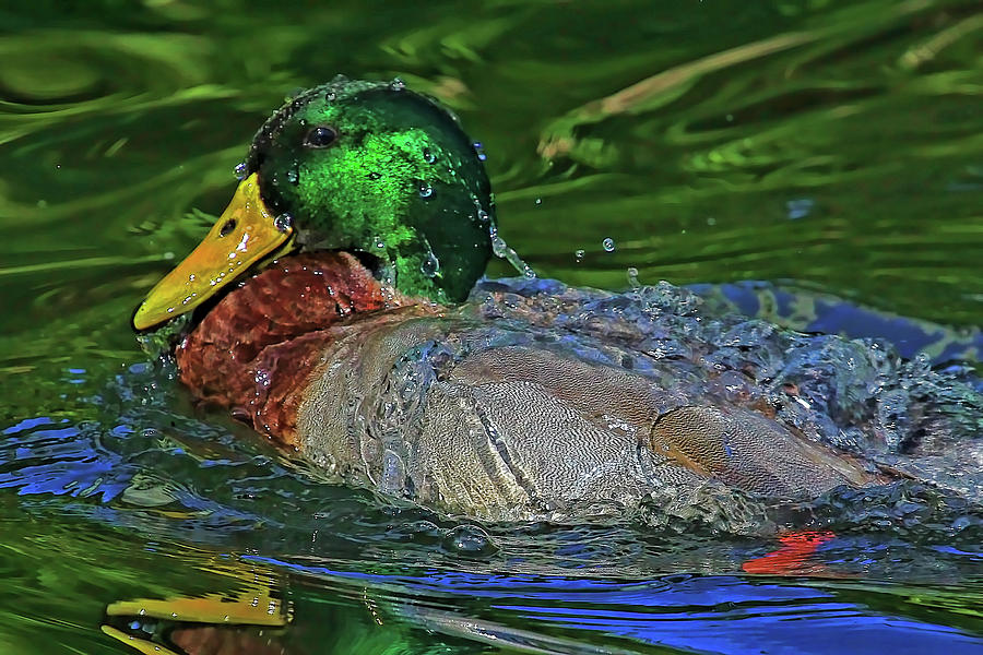 Water Off A Ducks Back Photograph by HH Photography of Florida