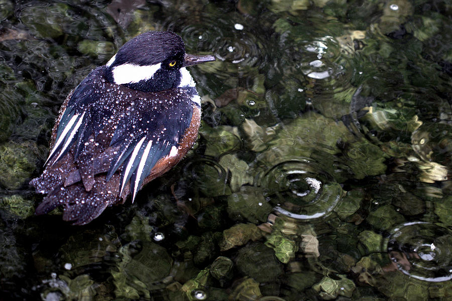 Water Off A Ducks Back Photograph by Joseph Skompski