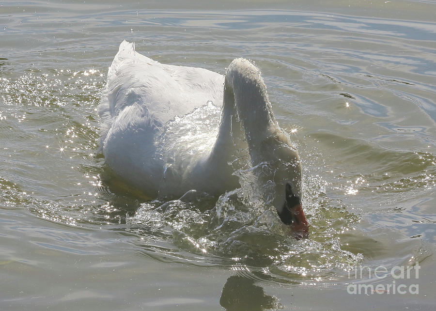 Swan Photograph - Water Off a Swans Back by Carol Groenen