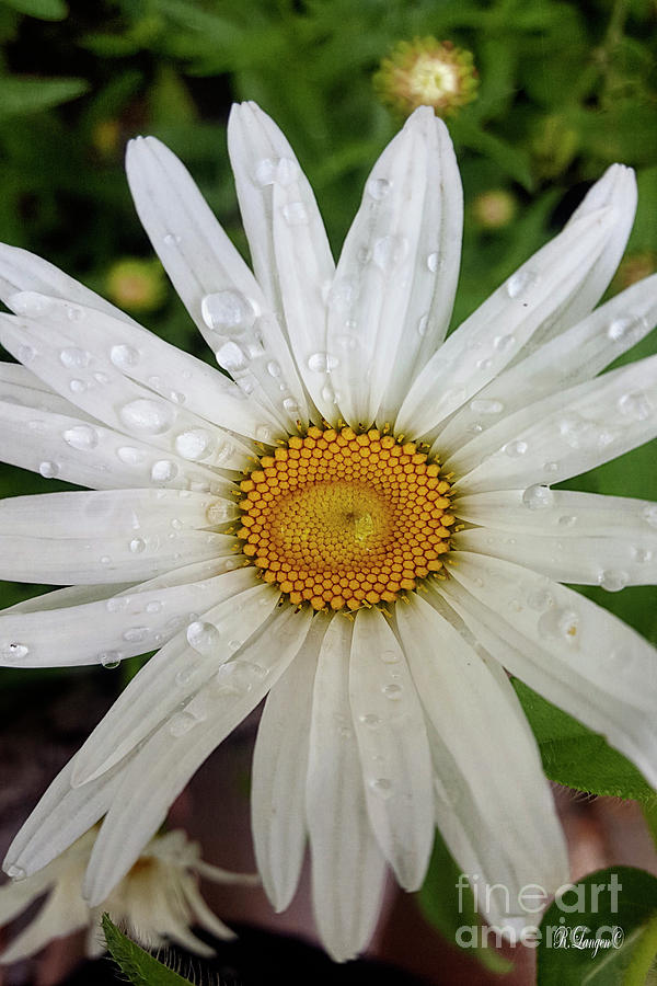 Water on Chamomile Photograph by Rebecca Langen