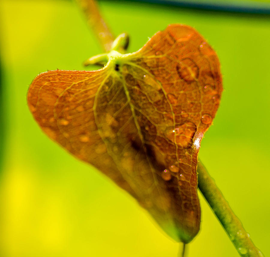 Water on Leaf by Don L Williams Water on Leaf by Don L Williams