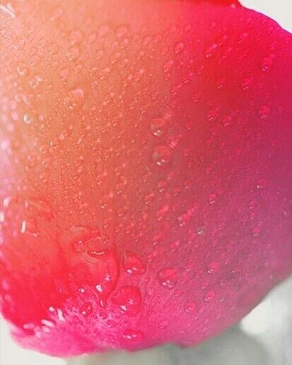 Water on Rose Petal Photograph by The Art Of Marilyn Ridoutt-Greene