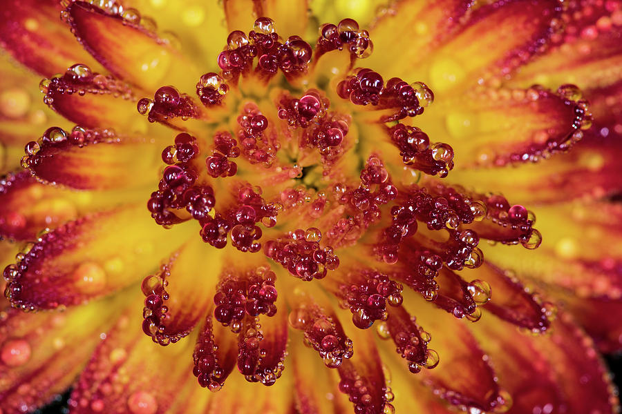 Water on the Mum Photograph by Jay Stockhaus