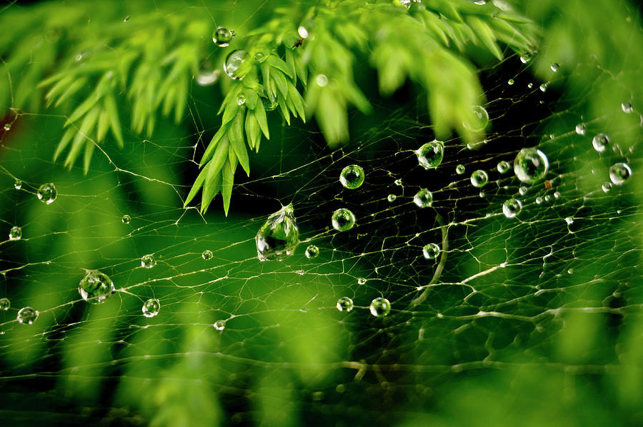 Water Orbs in Cobweb. Photograph by Elena Perelman