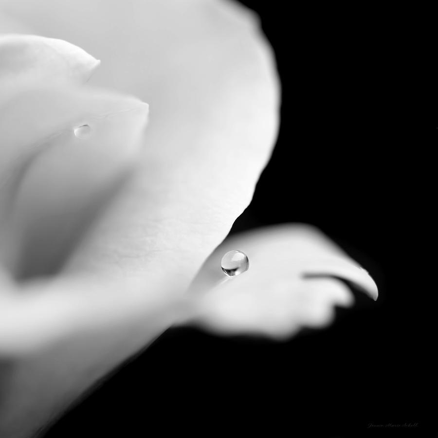 Water Pearl on Rose Petal Black and White Photograph by Jennie Marie Schell