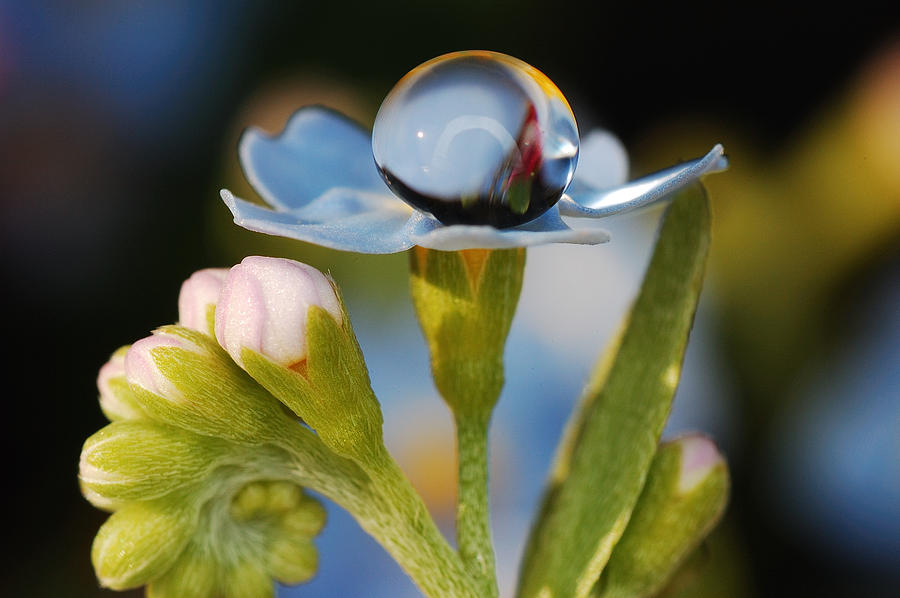 Water pearl Photograph by Yuri Hope - Fine Art America