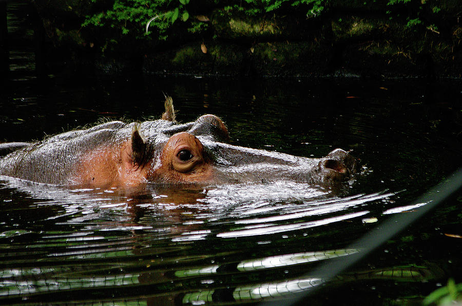Hippopotamus Photograph - Water Pig by Paul Wash