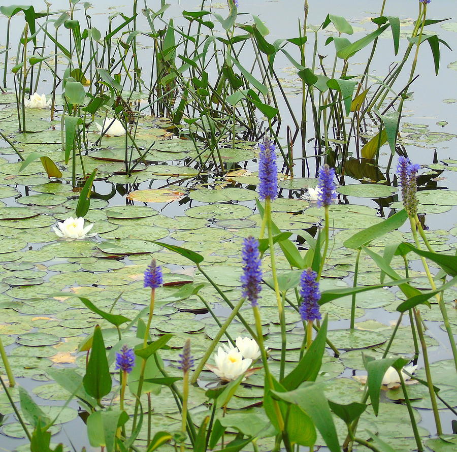 Water Plants and Quiet Water Photograph by Susan Lafleur