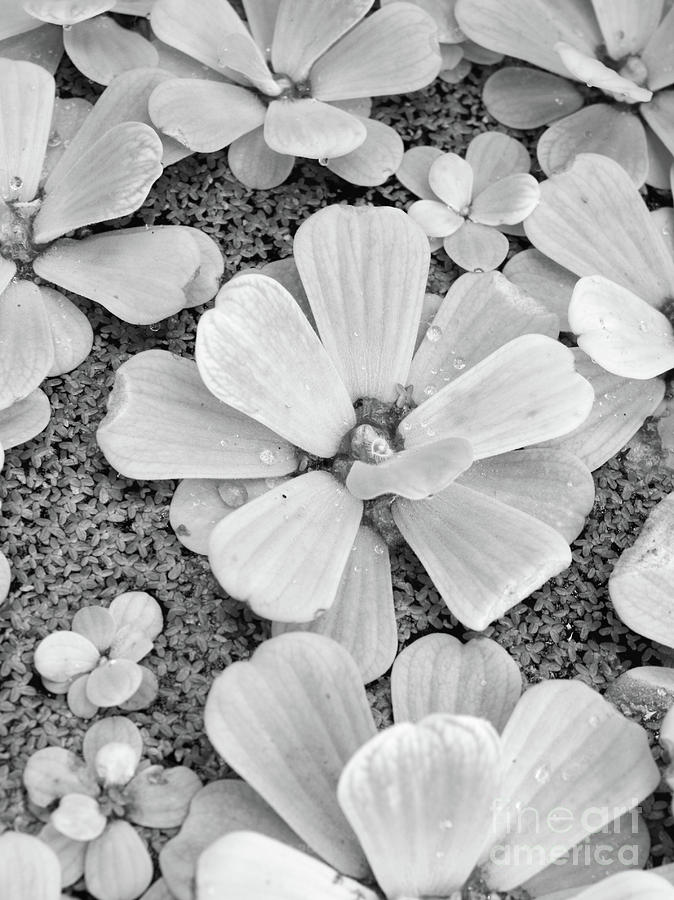 Water Plants in Black and White Photograph by Carol Groenen