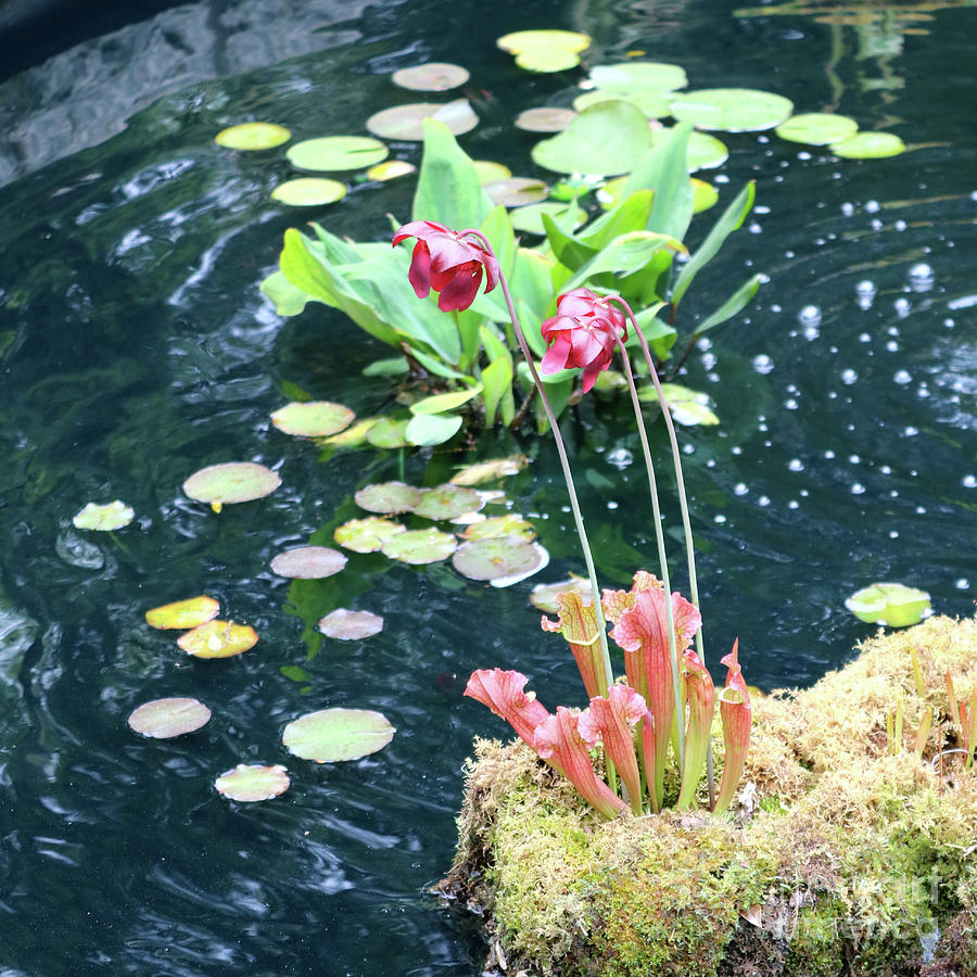 Water Plants in Pond Photograph by Carol Groenen