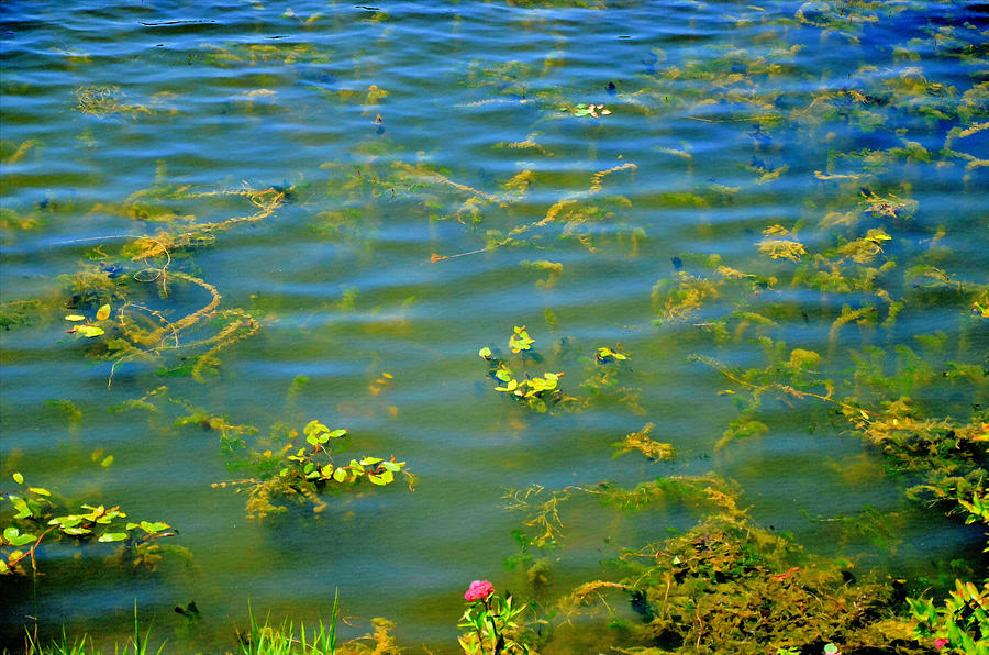 Water-plants in turbid green water Painting by Jeelan Clark