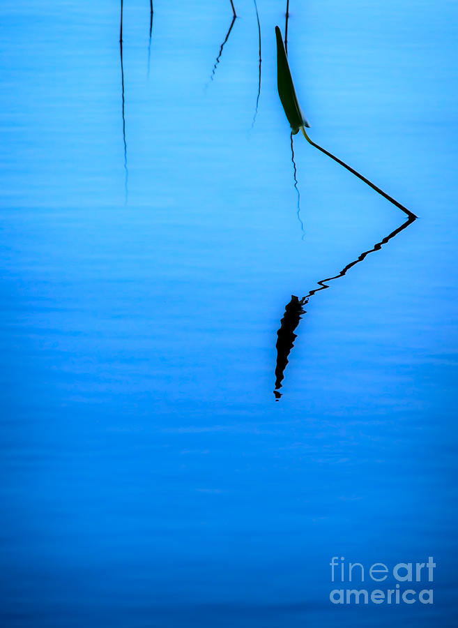 Abstract Photograph - Water Plants - Minimalist by James Aiken