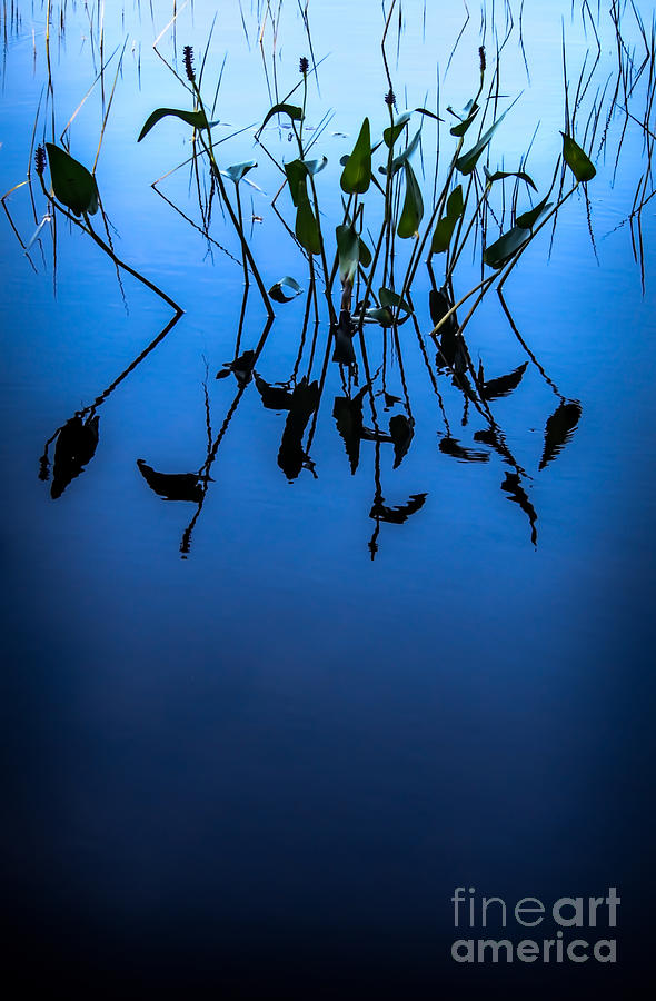 Water Plants - Reflective Photograph by James Aiken