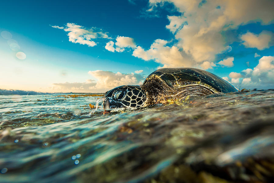 Water Player Turtle Photograph by Leonardo Dale