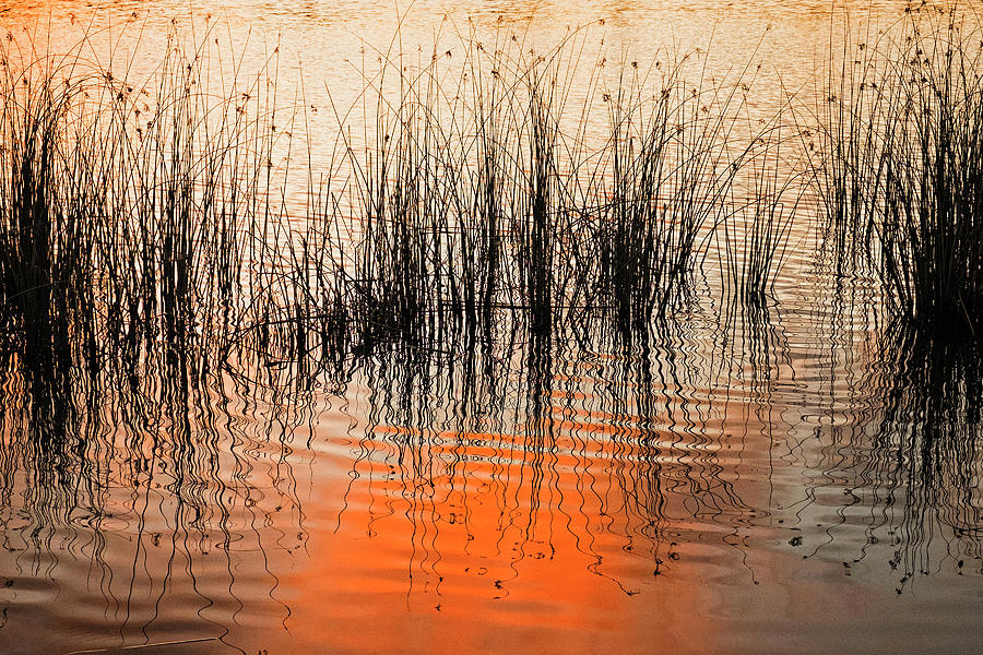 Sunset Photograph - Water reeds at sunset by Catherine Reading