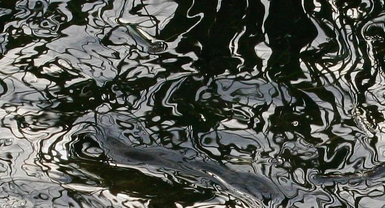 Water Reflection in Black and White Photograph by Polly Castor