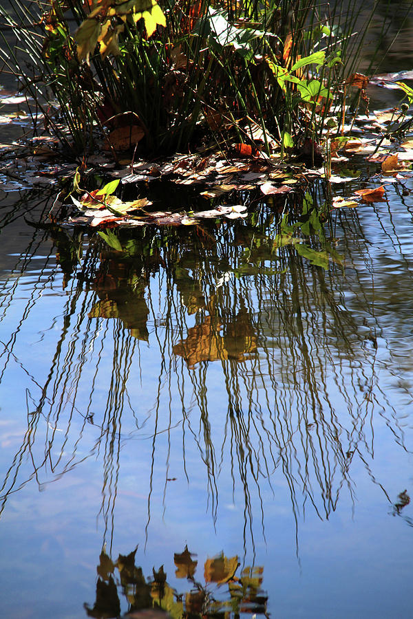 Water reflection of plant growing in a stream Photograph by Emanuel Tanjala