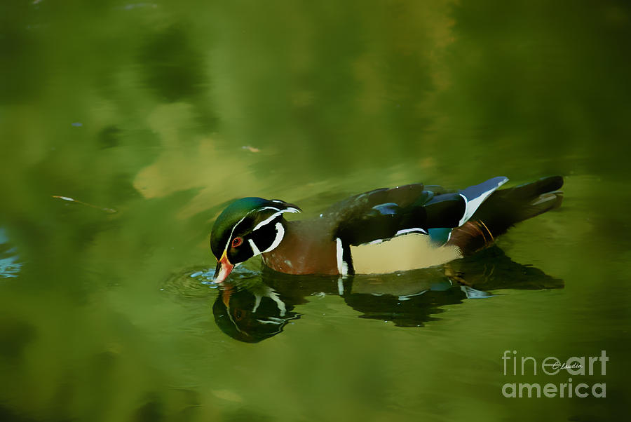 Male Wood Duck Water Reflections Photograph by Claudia Ellis