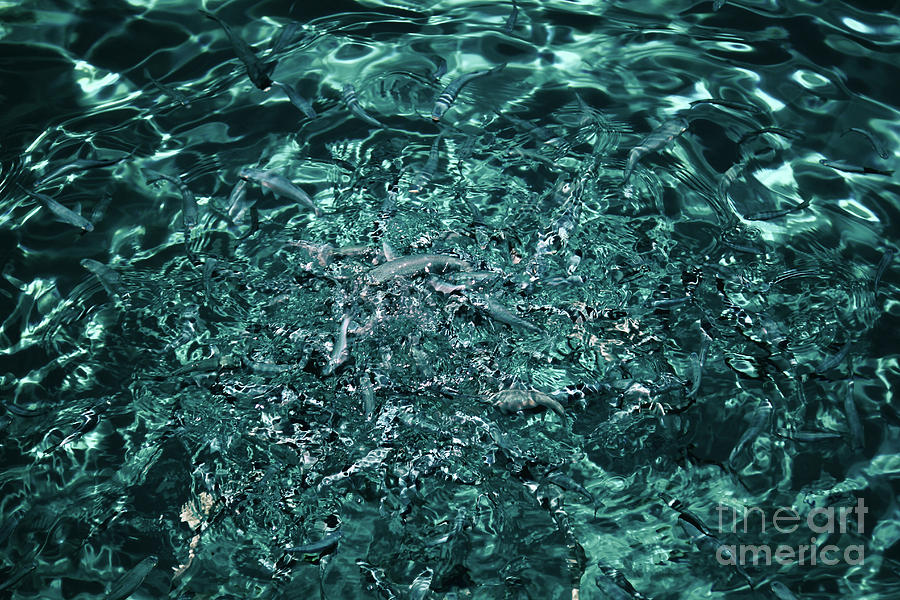 Water Ripples Photograph