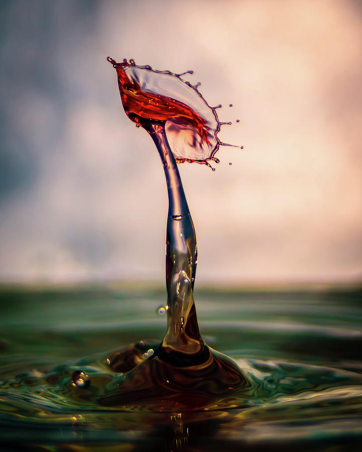 Water Rose Photograph